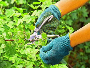 Comment tailler correctement les raisins de Corinthe en été et à quoi ça sert