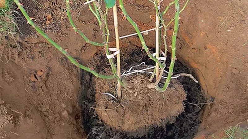 Découvrir s'il est possible de replanter des roses en août et apprendre à le faire correctement