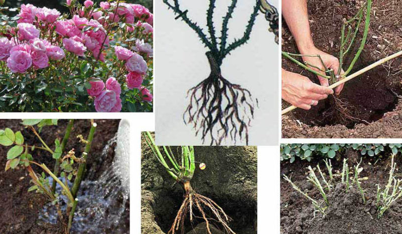 Comment faire pousser des roses violettes et quelles variétés choisir