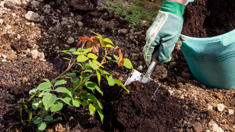 Découvrir s'il est possible de replanter des roses en août et apprendre à le faire correctement