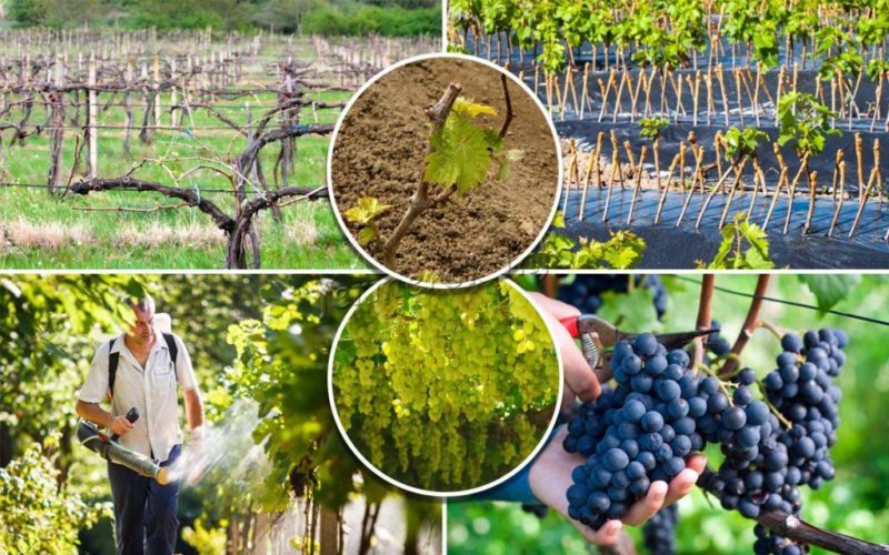 Guide de soin du raisin d'août et conseils de vignerons expérimentés