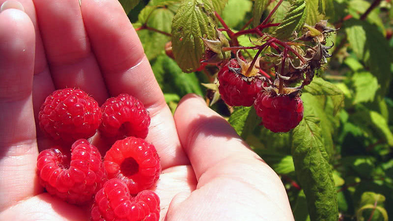 Comment et quoi nourrir les framboises remontantes en juillet