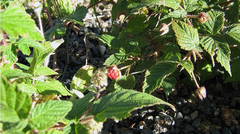 Comment et quoi nourrir les framboises remontantes en juillet