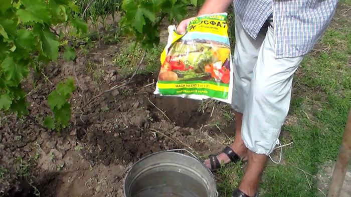 Comment et quoi nourrir les raisins en août: la meilleure vinaigrette et les conseils des vignerons