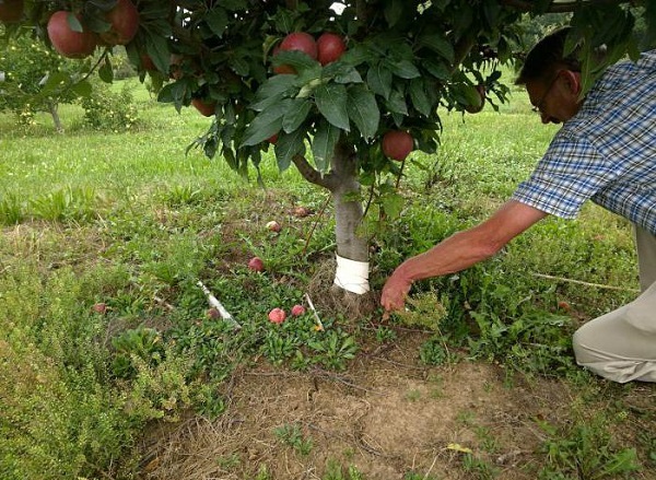 Fertiliser correctement le jardin: comment nourrir un pommier en juillet pour une bonne récolte