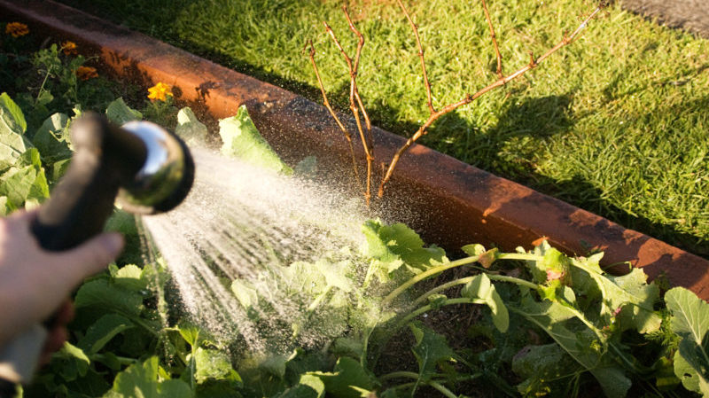 Comment bien entretenir les raisins en juillet: que faire, conseils pour les vignerons novices