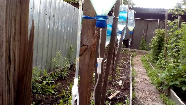 Comment tailler correctement les framboises en été en juillet et pourquoi vous en avez besoin