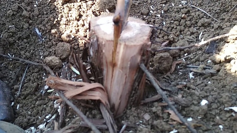 Instructions étape par étape pour la greffe de raisins en août