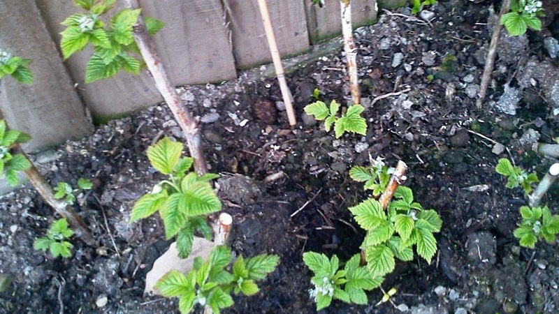 Guide étape par étape pour la propagation des boutures de cassis en été