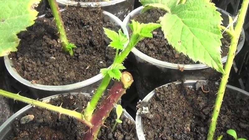 Instructions pour l'élevage de framboises en été par boutures pour les jardiniers débutants