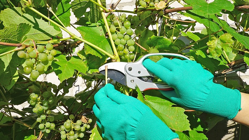 Un guide de la taille des raisins en août dans la région de Moscou pour les vignerons débutants