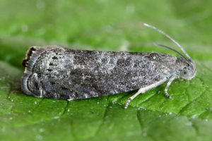 Pourquoi la variété de prune de cerise July Rose est-elle bonne et pourquoi elle vaut la peine d'être cultivée