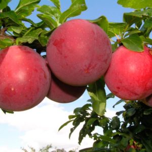 Pourquoi la variété de prune de cerise July Rose est-elle bonne et pourquoi elle vaut la peine d'être cultivée