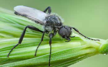 Pourquoi la variété de prune de cerise July Rose est-elle bonne et pourquoi elle vaut la peine d'être cultivée