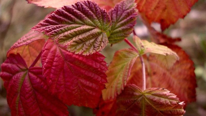 Les feuilles de framboisier deviennent rouges en juin: pourquoi cela se produit-il et que faire pour y remédier