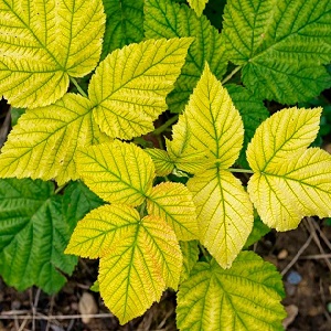 Les feuilles de framboisier jaunissent en été: que faire et pourquoi cela se produit