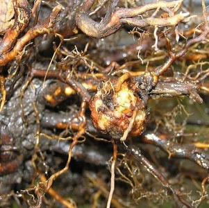 Les feuilles de framboisier jaunissent en été: que faire et pourquoi cela se produit