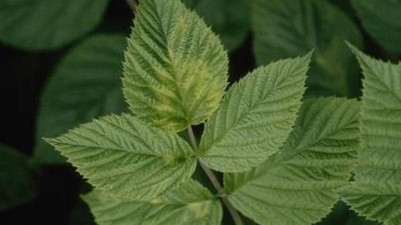 Les feuilles de framboisier jaunissent en été: que faire et pourquoi cela se produit