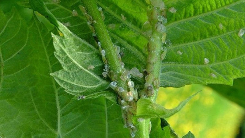 Les feuilles de framboisier jaunissent en été: que faire et pourquoi cela se produit