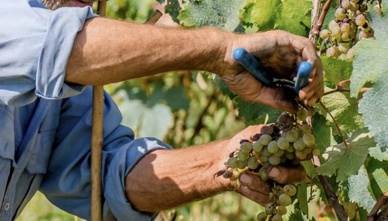 Guide de soin du raisin d'août et conseils de vignerons expérimentés