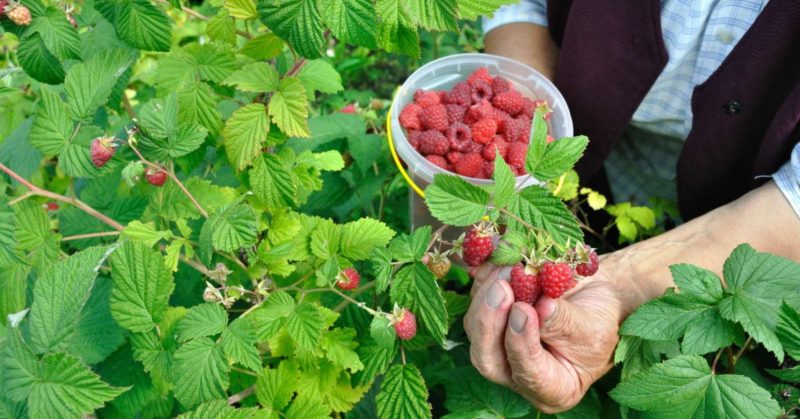 Guide d'entretien des framboises après la récolte de juillet