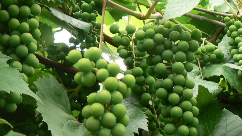 Instructions pour les vignerons débutants: comment multiplier les raisins par superposition en été