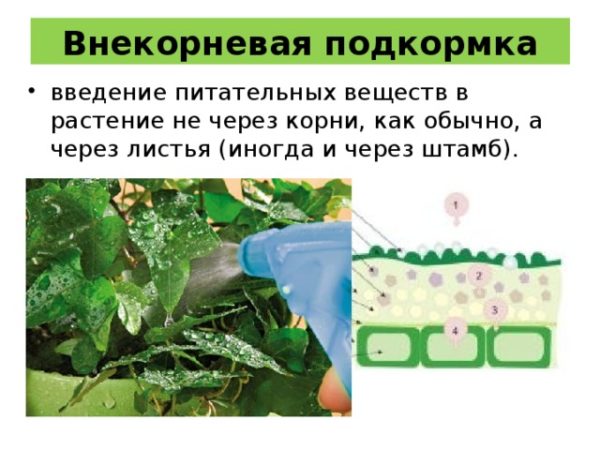 Comment et quoi nourrir les framboises remontantes en juillet