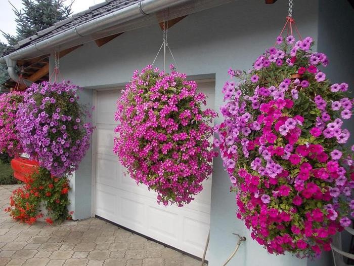 Cultiver des pétunias ampelous et des soins: pincer pour une magnifique floraison luxuriante