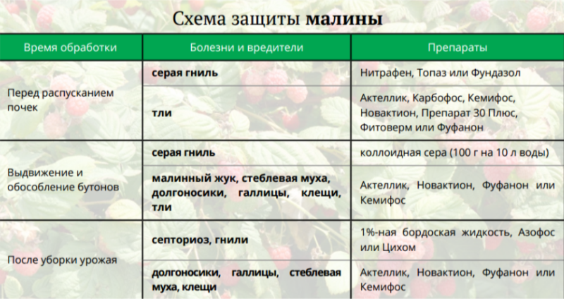 Guide d'entretien des framboises après la récolte de juillet