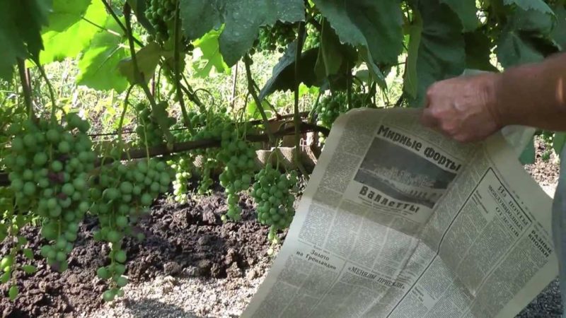 Comment bien entretenir les raisins en juillet: que faire, conseils pour les vignerons novices