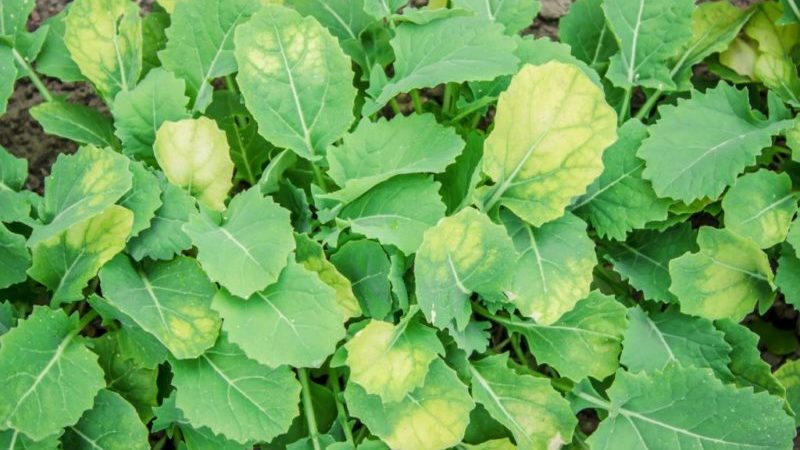 Pourquoi les feuilles de chou jaunissent et que faire