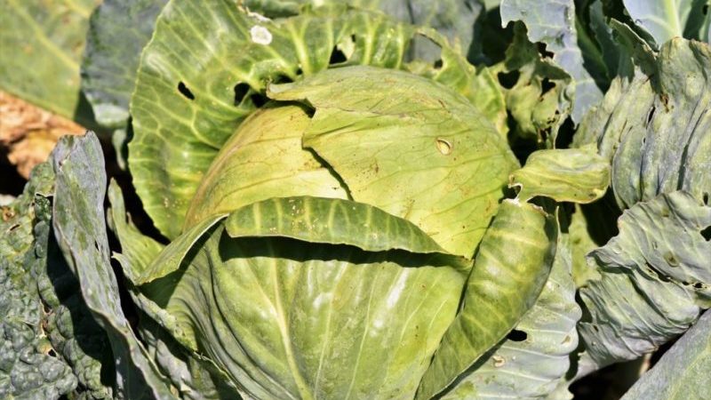 Pourquoi les feuilles de chou jaunissent et que faire