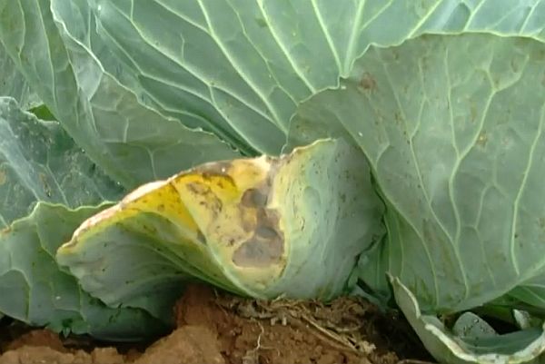 Pourquoi les feuilles de chou jaunissent et que faire