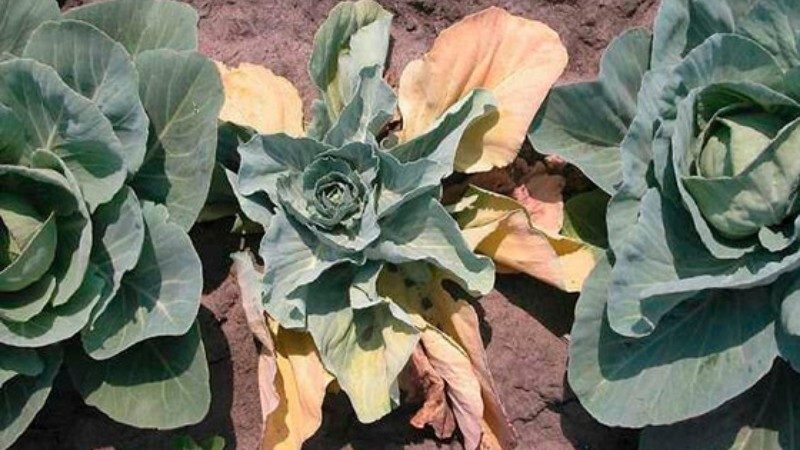 Pourquoi les feuilles de chou jaunissent et que faire