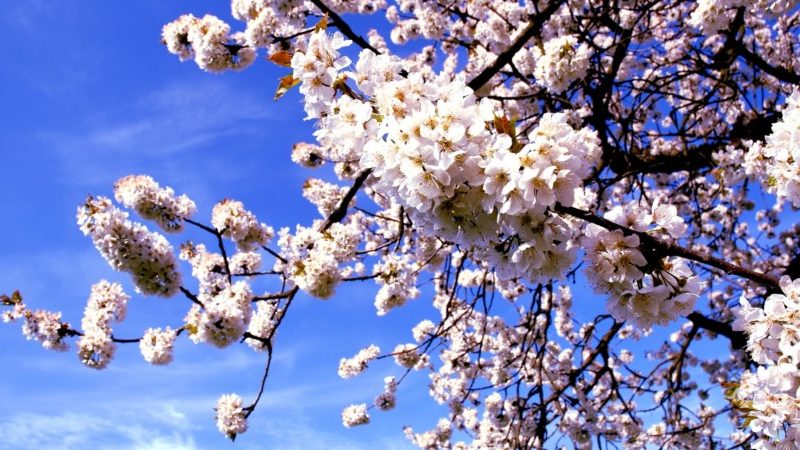 Instructions pour la transplantation de cerises en été dans un autre endroit pour les jardiniers novices