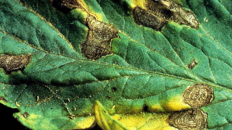 Que faire si des taches brunes apparaissent sur les tomates: photos des tomates affectées et moyens de les conserver