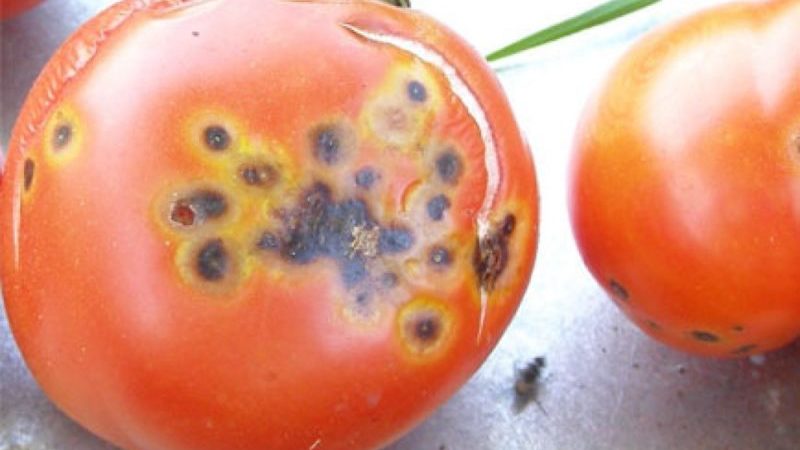 Que faire si des taches brunes apparaissent sur les tomates: photos des tomates affectées et moyens de les conserver