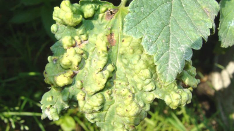 Qu'est-ce que l'anthracnose de cassis et comment faire face à cette maladie