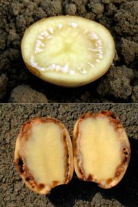 Les raisons du séchage des fanes et si les pommes de terre poussent après cela