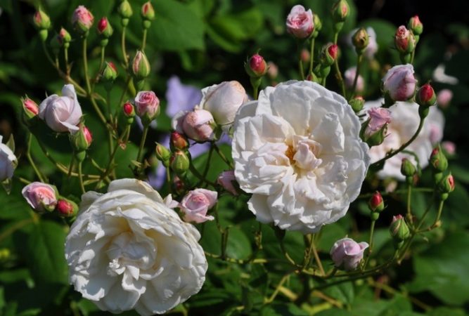 Instructions pour les jardiniers débutants: comment propager une rose grimpante avec des boutures en été par étapes