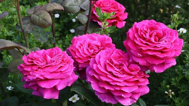 Comment faire pousser des roses violettes et quelles variétés choisir