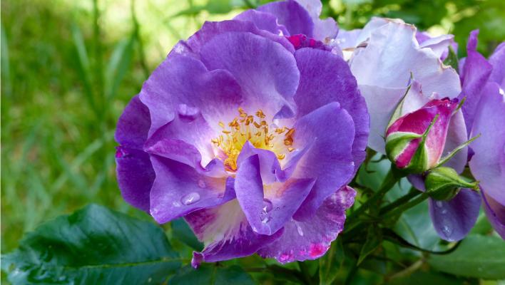 Comment faire pousser des roses violettes et quelles variétés choisir