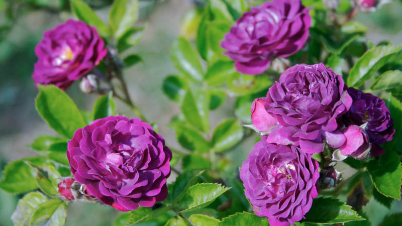 Comment faire pousser des roses violettes et quelles variétés choisir