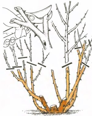 Instructions pour les cultivateurs débutants: comment tailler les roses après la floraison en été pour qu'elles fleurissent à nouveau