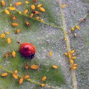Ce qui est dangereux pour les pucerons sur les groseilles à maquereau et comment y faire face efficacement