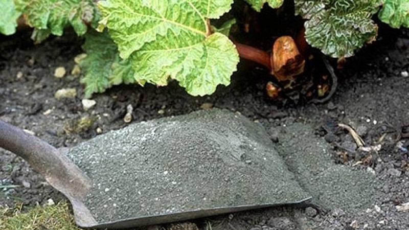 Ce qui est utile pour nourrir les raisins avec des cendres en été et comment l'appliquer correctement