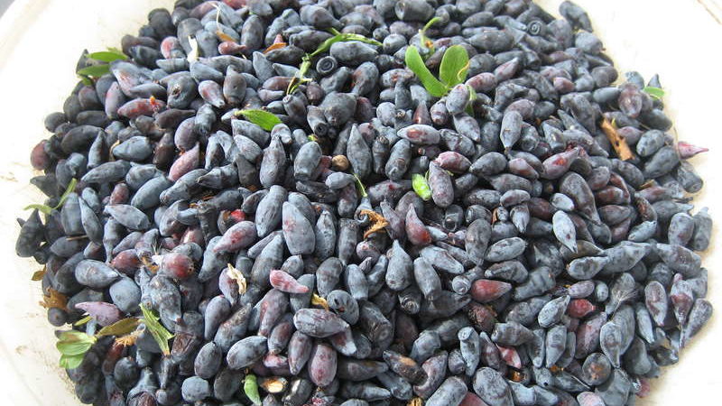 Quels vers gâtent les baies de chèvrefeuille et comment s'en débarrasser