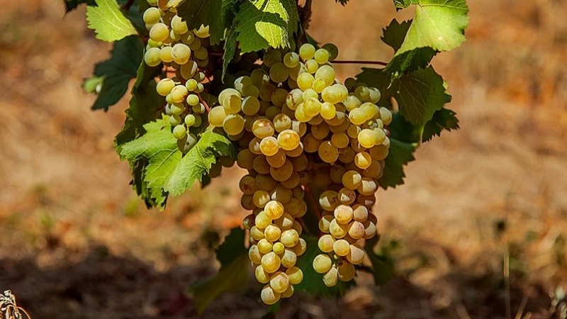 Quels sont les cépages techniques et quels sont les meilleurs