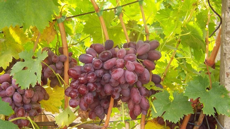 Quels sont les cépages techniques et quels sont les meilleurs