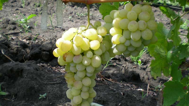 Quels sont les cépages techniques et quels sont les meilleurs